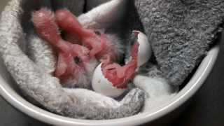 Parrotlet Chick Hatching From Egg [upl. by Ludmilla641]