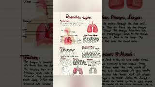 Respiratory system physiology and anatomy [upl. by Spatola533]