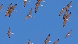 Sandhill Cranes in SE Arizona [upl. by Neelyar617]