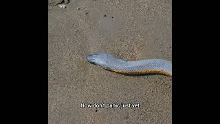 Yellow Bellied Sea Snake Sightings in Hawaii [upl. by Hamitaf524]