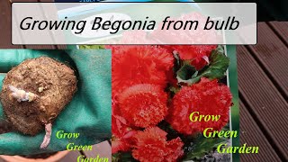 Growing Begonia from bulb [upl. by Irep302]