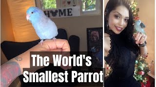 THINGS TO KNOW BEFORE GETTING A BIRD  My Pacific Parrotlet Ben [upl. by Suiramaj]