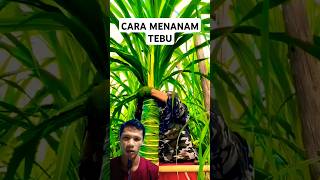 Cara petani china menanam tebu berkualitas agriculture farming sugarcane shortsvideo sieadie [upl. by Doughty]