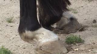 Peruvian Paso Hoof Management Coco Fernandez Part 3 of 4 [upl. by Ingeberg406]