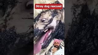 dog animals animalrescue dog rescue puppy puppyshortvideos [upl. by Emilia]