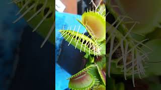 Cockroach is Fed To venus Flytrap pitcherplant sundew [upl. by Akzseinga]