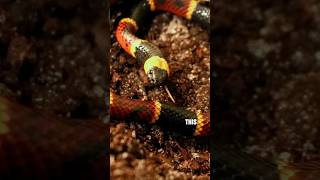 Difference Between Scarlet King And Eastern Coral Snake [upl. by Esimorp507]