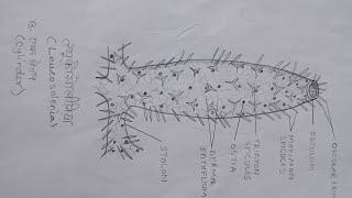 How to draw easy Leucosolenia  ल्यूकोसोलीनिया का चित्र  BLOOMING ART AND DESIGN [upl. by Henriques]