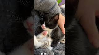 Kitten falls asleep midconversation and it is ADORABLE rescuekitty kitten catlover [upl. by Ruelle776]