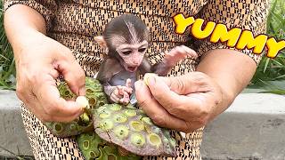 Monkey Baby Bon Discovers the Taste of Lotus Seeds – Yummy and Unique [upl. by Koval]