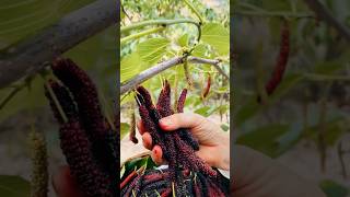 Mulberry harvesting in tree 😱🍒 shorts [upl. by Yehudit]