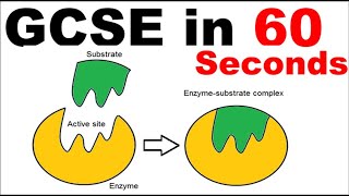 Enzymes  GCSE Revision in 60 Seconds [upl. by Benny75]