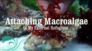 Reef Tank How to Attach Macro Algae Macroalgae to Live Rock [upl. by Zebaj790]