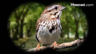 How to Identify Birds The Song Sparrow [upl. by Lemar]