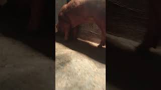 Duroc brand duroc pigpiglets trendingshort shortvideo youtbeshorts Rolinsvlog1864 [upl. by Macnair]