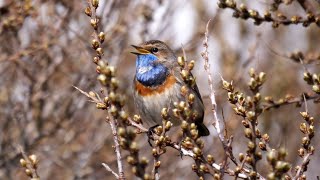 Bluethroat Singing 4K [upl. by Dhar]