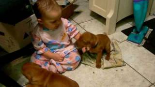 Baby Playing With Several Vizsla Puppies [upl. by Namie510]