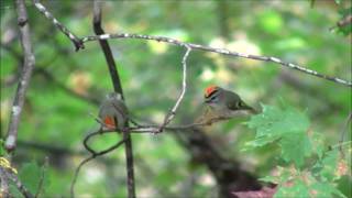 Pair of Golden Crowned Kinglets [upl. by Alsworth]