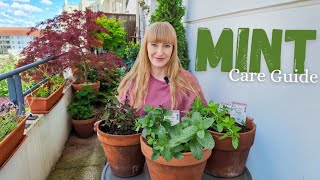 Planting Mint In Pots  Care Tips  Interesting Flavoured Varieties [upl. by Adnovad]