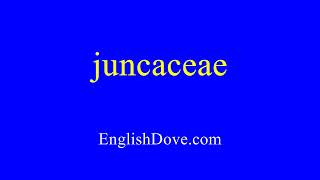 How to pronounce juncaceae in American English [upl. by Gnehc]