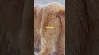 quotPolar Bear The Ultimate Arctic Hunterquot wildlife mysteries facts animalsshorts [upl. by Chandos142]