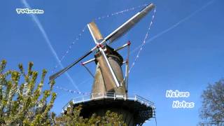 De Betuwe Molen Buren  Bloesemtocht Appeldijk [upl. by Idram]