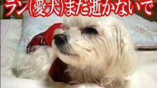 ラン（愛犬）まだ逝かないで Run do not die [upl. by Er]