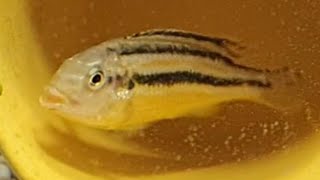 Auratus cichlid golden mbuna malawi golden care  how to care tank mates feeding breeding [upl. by Jamieson]