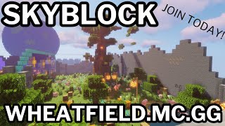 WheatField Skyblock  ONLINE NOW [upl. by Debbra270]