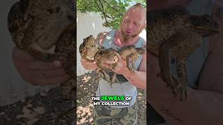 Meet the Worlds Largest Toads [upl. by Asertal]