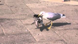 Чайка ест голубяSeagull eats pigeon [upl. by Rickart657]