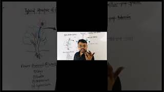 neet biology class12biology Typical Structure of FlowerAngiospermsNeetClass11Class12 [upl. by Yanaj]