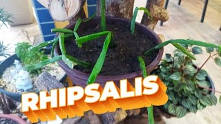 Rhipisalis cacto epífito🌿 como cultivar cactos rhipsalis [upl. by Neff]