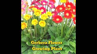 How to germinate gerbera seeds  Babandasia from seeds gerbera seed propagation।shorts।Kapu Gamit [upl. by Fania]