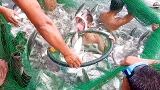 Vlog 043 Fishpond Harvest  9 tons na Bangus [upl. by Isolt]