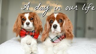 A DAY IN OUR LIFE  DOG VLOG EDITION  Narrated by dad [upl. by Eittam]