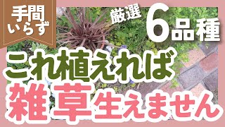 【雑草対策】手間いらずのグランドカバー🌿6品種紹介❗️ずぼらガーデニングで大活躍 [upl. by Eimot]