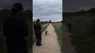 Summoning Sandworms dogtraining dune dogtricks malinois dogshorts [upl. by Ayot]