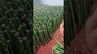 Thornless Rose cutting as root stocking for rose tree grafting farmingplantflowershort [upl. by Valle]