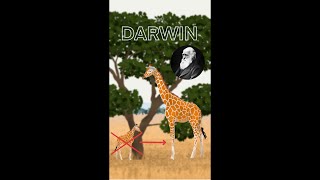 La teoría evolutiva de DARWIN SELECCIÓN NATURAL [upl. by Hendel]