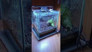 Rescape tank shorts aquascape feedshorts aquascapemini aquascapegallery [upl. by Hploda]