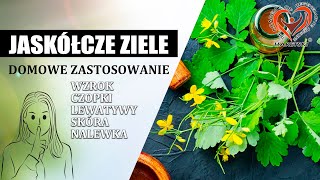 Jaskółcze Ziele  Glistnik  Chelidonium Majus  Domowe Zastosowanie Aleksander Haretski [upl. by Anirehtac334]