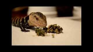 Halmahera BlueTongued Skink Eating amp Introducing [upl. by Adnarahs467]