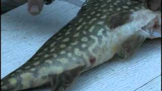 Just Outdoors  How to Debone a Northern Pike [upl. by Eberhart]