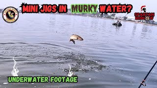 Can You Catch Trout On Mini Jigs In Murky Water  Underwater Footage  Santa Ana River Lakes [upl. by Anneyehc]