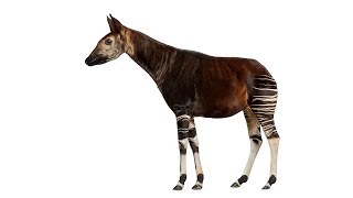 The Fascinating World of Okapi [upl. by Tony]