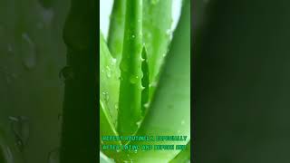 Aloe Vera Gel For Mouth Ulcers 4 Comprehensive Benefits [upl. by Erdnaxela252]