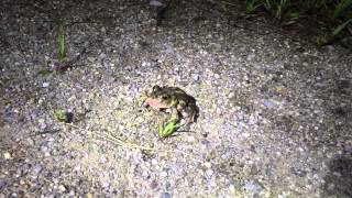 Spadefoot Toad Distress Call [upl. by Birecree]