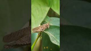 Short horned Grasshopper acrididae grasshopperlove grasshopper nature insectecology entomology [upl. by Zeeba]