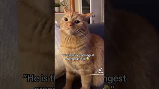 Why are ORANGE cats so crazy lmao 🤣 lovely marie cats funny [upl. by Peterman]